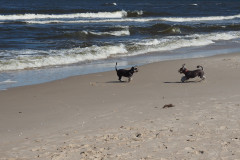 Kampfhunde