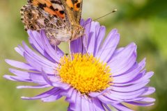 schmetterling-bluete-gruen-licht