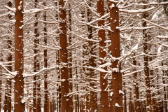 winter-schnee-baum-umgebung