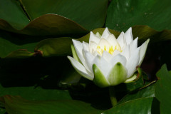 blume-gewaesser-wasserpflanzen-licht