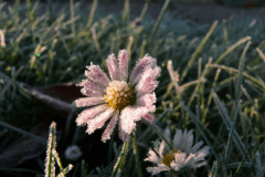 daisy-eis-rasen-dunkelheit