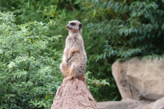 meerkatze-felsen-umgebung-licht