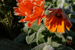 pflanze-rosa-eis-schatten
