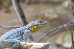 reptil-felsen-gras-sonne