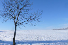 winter-baum-himmel-schnee