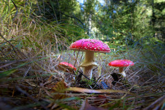 pilze-wald-mulch-baeume