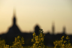 sonnenuntergang-baeume-stadt-licht