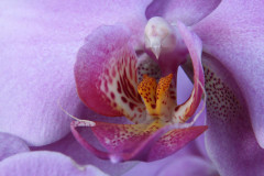 orchidee-purpur-weiss-pink