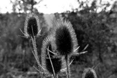doldenblumen-feld-graeser-licht