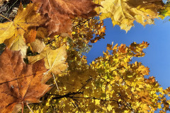 herbst-naturlandschaft-himmel-baeume