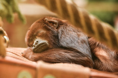 schlafender-affe-stuhl-beleuchtung