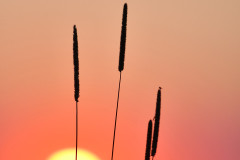 sonne-blaetter-landschaft-see