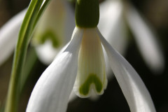 Frühlingsbote