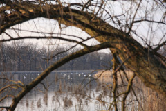 Teichlandschaft