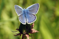 Genießer