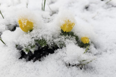 Eingeschneit