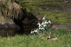 Frühlingsboten