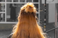 Fuchs in der Stadt