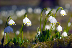 Frühlingserwachen