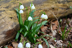 Frühlingsspaziergang
