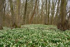 Märzenbecherwald