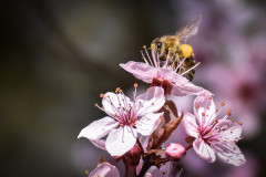 Frühling auf sechs Beinen