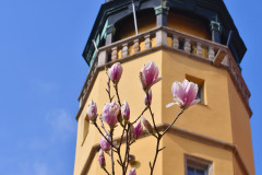 Aufgeblüht