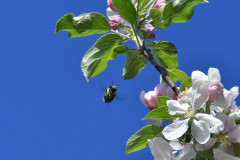 Bienenflug