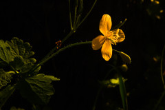 Im Abendlicht