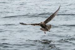 Fliegen ist schön