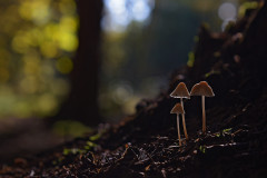 Trio