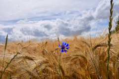 Kornblume