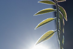 Im Licht