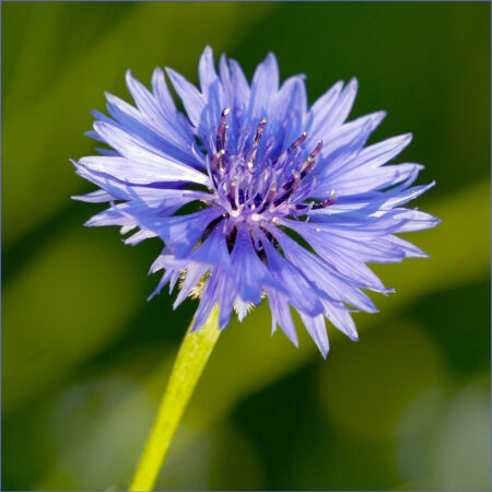 "Blue" Viola Menzel