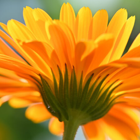 "Sommerfeeling" Gotlind Weber