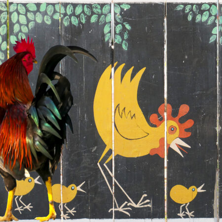 "Huhn oder Hahn" Bernd Schäfer